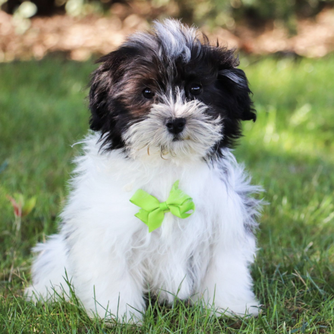 comprar cachorros sanos, baratos y asequibles para la venta